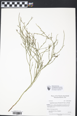 Lygodesmia juncea image