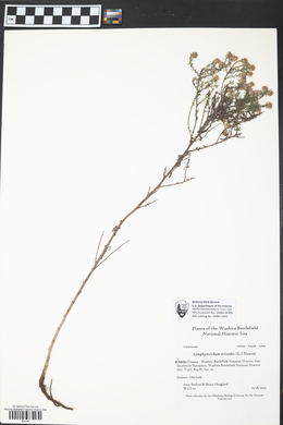 Symphyotrichum ericoides image