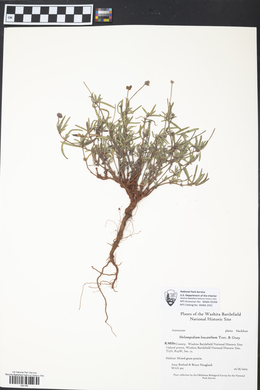 Melampodium leucanthum image