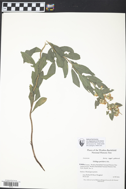 Solidago petiolaris image