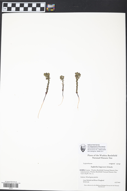 Euphorbia longicruris image