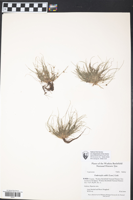 Fimbristylis vahlii image