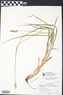Carex gravida image