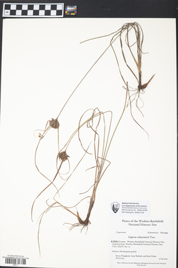 Cyperus schweinitzii image