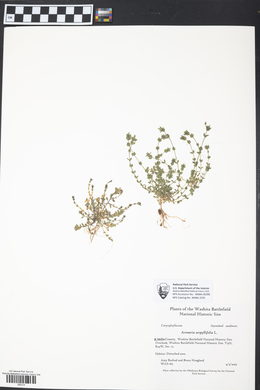 Arenaria serpyllifolia image
