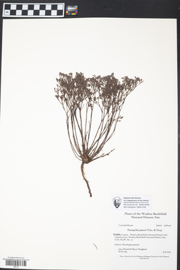 Paronychia jamesii image