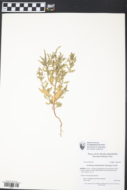 Cycloloma atriplicifolium image