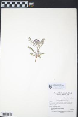 Astragalus plattensis image