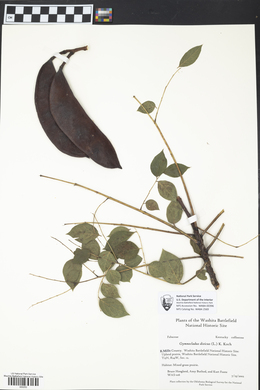 Gymnocladus dioicus image