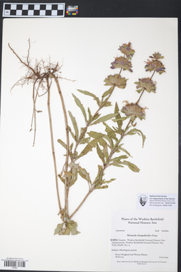 Monarda clinopodioides image
