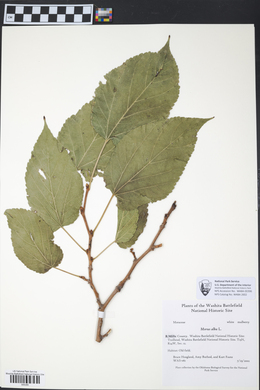 Morus alba image