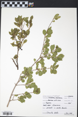 Osmanthus americana image