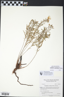 Oenothera capillifolia image
