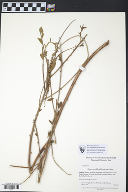 Oenothera curtiflora image