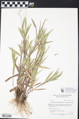 Dichanthelium oligosanthes image