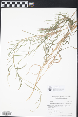 Muhlenbergia sobolifera image