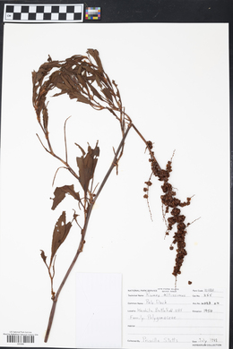 Rumex altissimus image