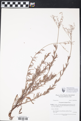 Eriogonum annuum image