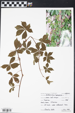 Parthenocissus heptaphylla image