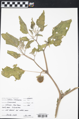 Datura stramonium image