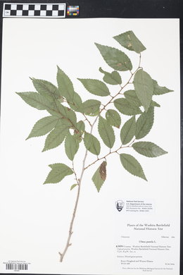 Ulmus pumila image