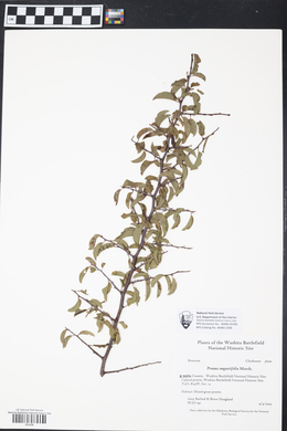 Prunus angustifolia image