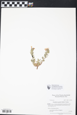 Glandularia pumila image