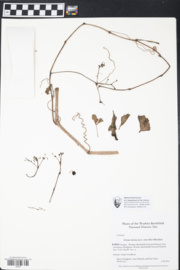 Cissus trifoliata image