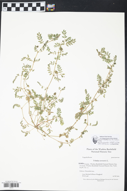 Tribulus terrestris image