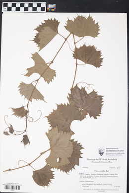 Vitis acerifolia image