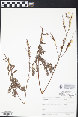Oenothera sinuosa image