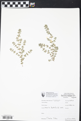 Euphorbia prostrata image