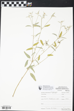 Euphorbia texana image