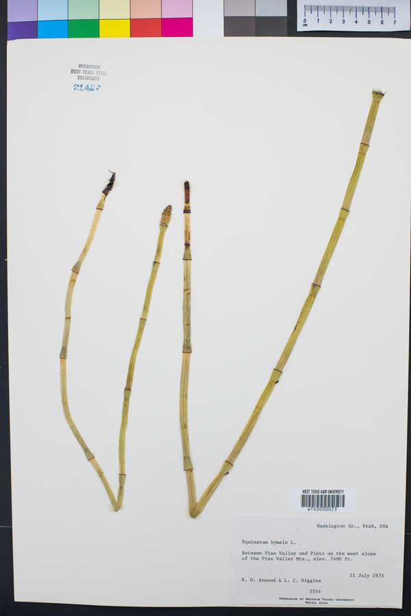 Equisetum hyemale image