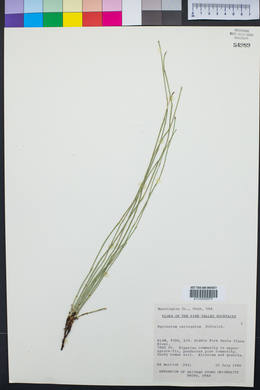 Equisetum variegatum image