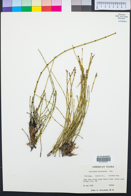 Equisetum variegatum image