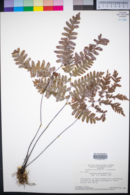 Adiantum glaucescens image