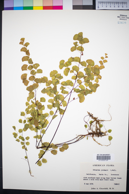 Adiantum jordanii image