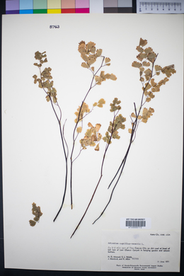 Adiantum capillus-veneris image