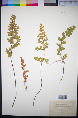 Adiantum capillus-veneris image