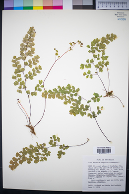 Adiantum capillus-veneris image