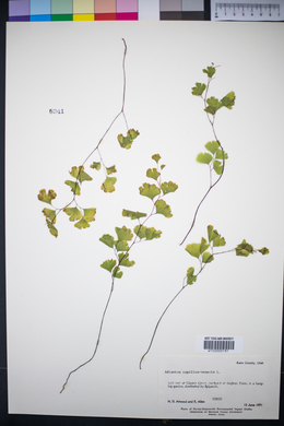 Adiantum capillus-veneris image