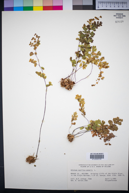 Adiantum capillus-veneris image