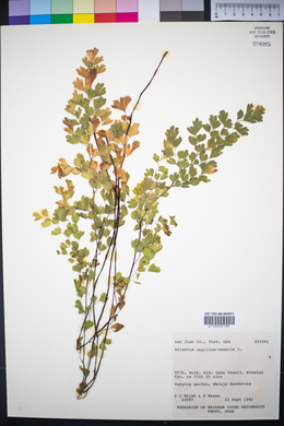 Adiantum capillus-veneris image