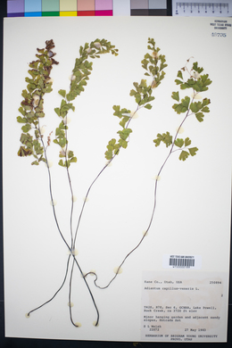 Adiantum capillus-veneris image