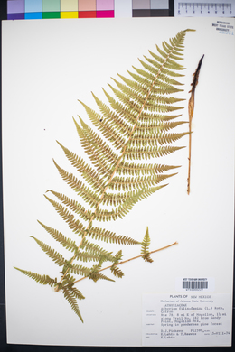 Athyrium filix-femina image