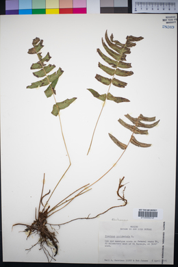 Blechnum occidentale image