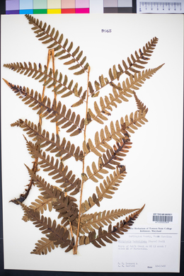 Dryopteris ludoviciana image