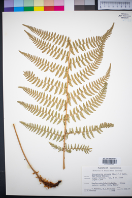 Dryopteris arguta image