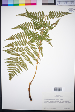 Dryopteris campyloptera image